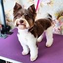 Чистка собак