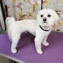 Hair salon for small animals