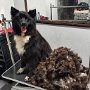 Dog grooming salon Sarkandaugava
