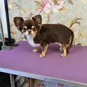 Dog grooming