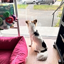 Dog hairdresser's