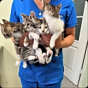 Veterinarian holding kittens in his hands