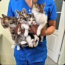 Veterinārārsts tur kaķēnus rokās