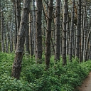 management of forest properties