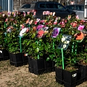 Seedling sales in Ķirpės