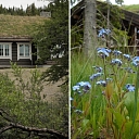 Log buildings made of solid pine wood