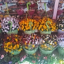 Summer flowers in pots