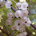 Redcurrant