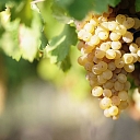 Консультации по выращиванию саженцев винограда