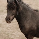 Сигулдский зоопарк