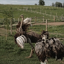 Сигулдский зоопарк