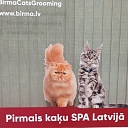 Первый кошачий СПА в Латвии