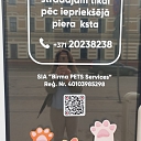 Бирманские кошки