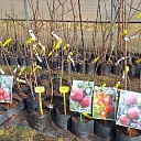 seedling market