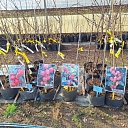 seedling market