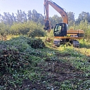 Прищипывание ветвей