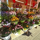 Flowers in pots
