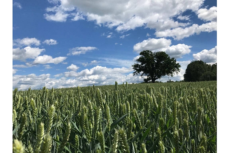 Plant protection products