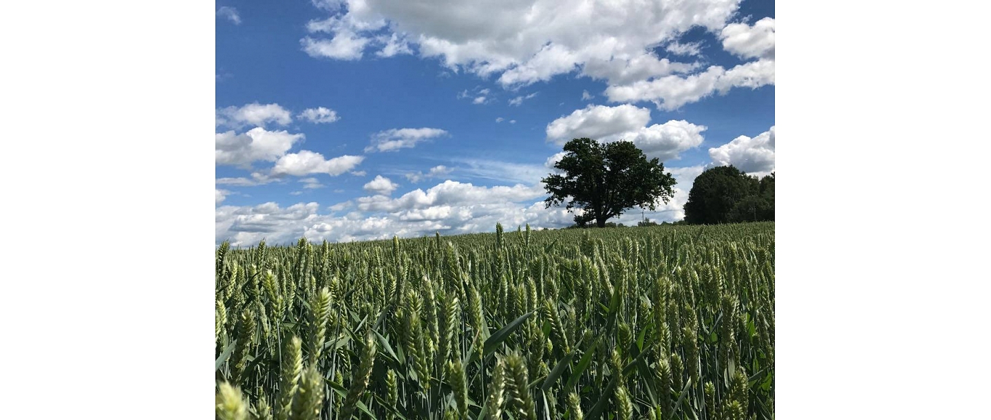 Augu aizsardzības līdzekļi