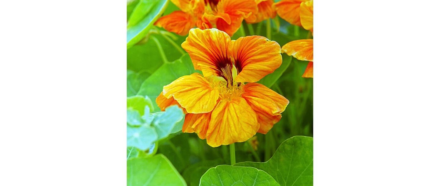 Photographer services