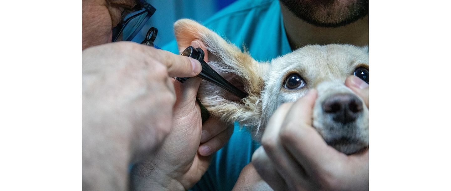 Veterinārā klīnika