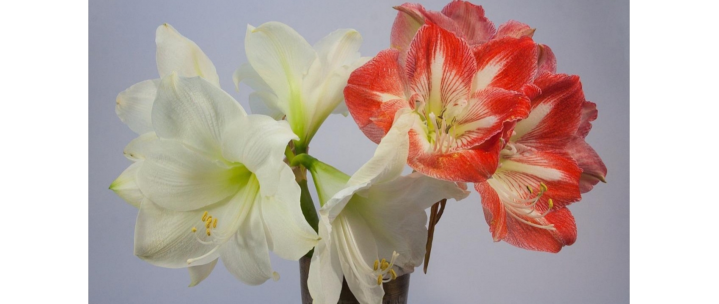 Amarillis, flower shop