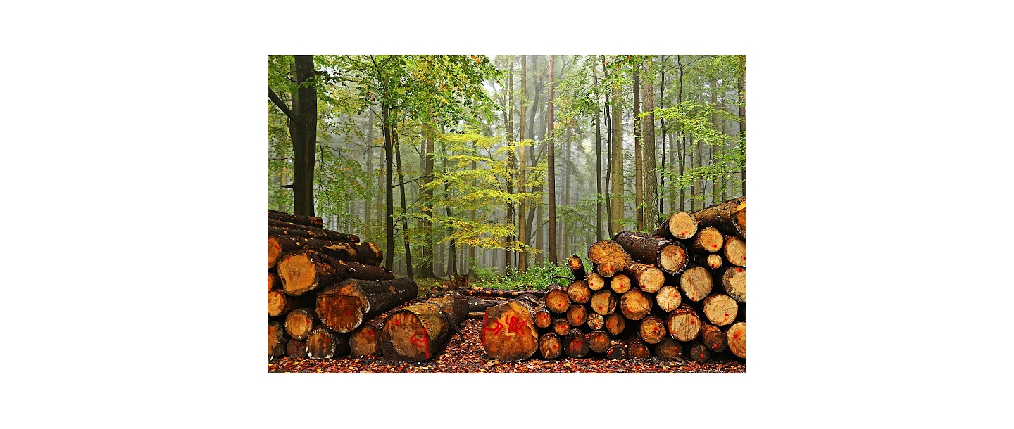 Purchase of growing forests and felling areas