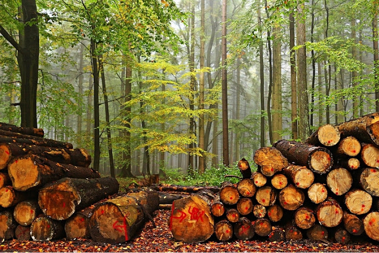 Покупка растущих лесов и вырубок
