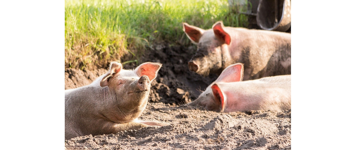 Скотоводство