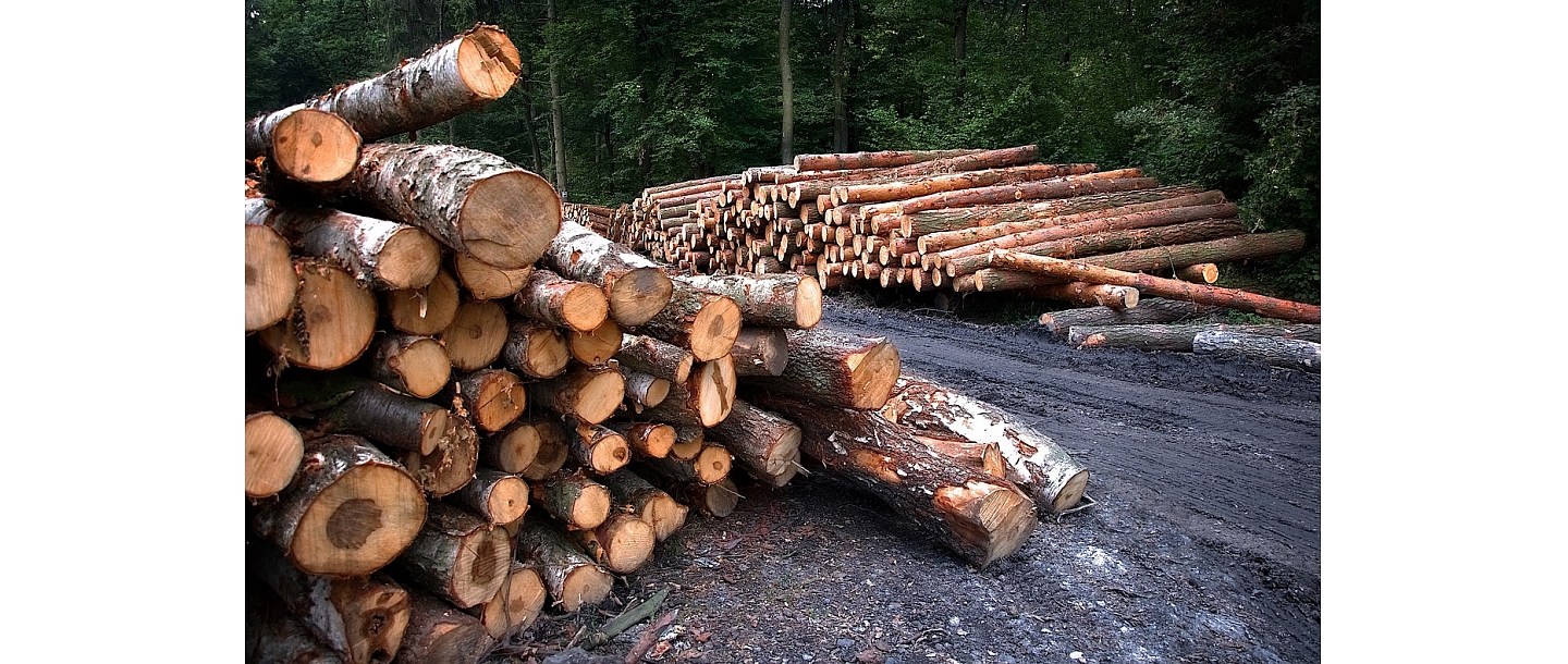 logging in Limbazi region