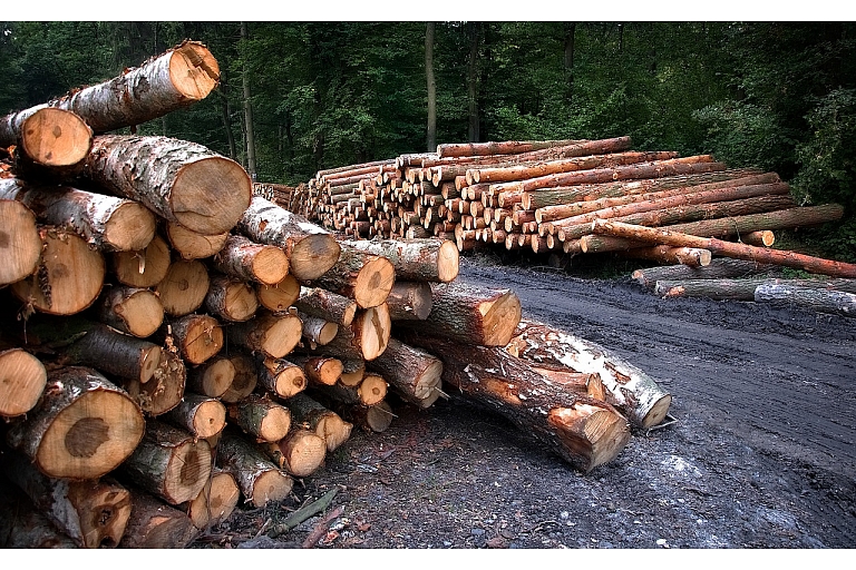 logging in Limbazi region
