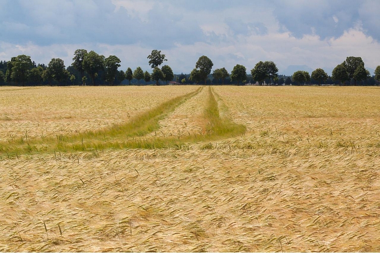 Graudu audzēšana
