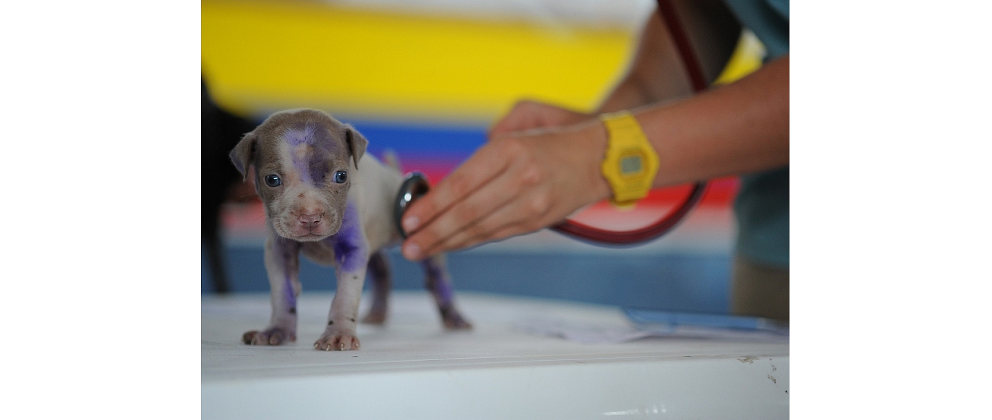 Veterinārārsta pakalpojumi