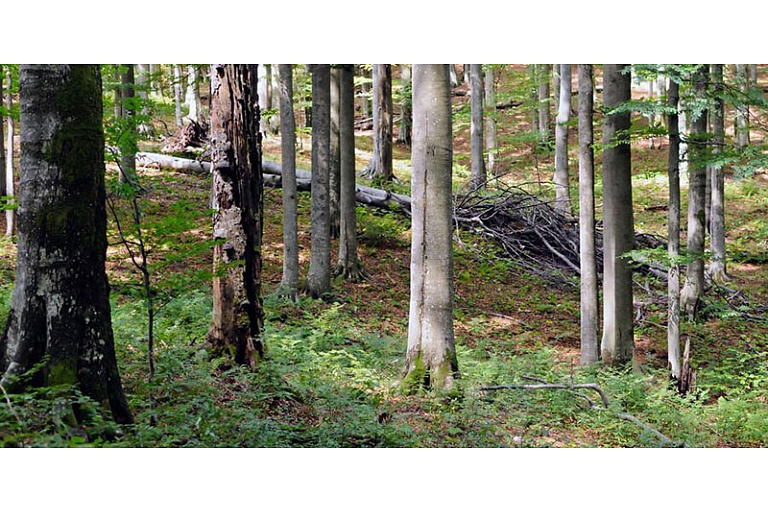 Закупка леса и вырубки SIA "Лес Димза"
