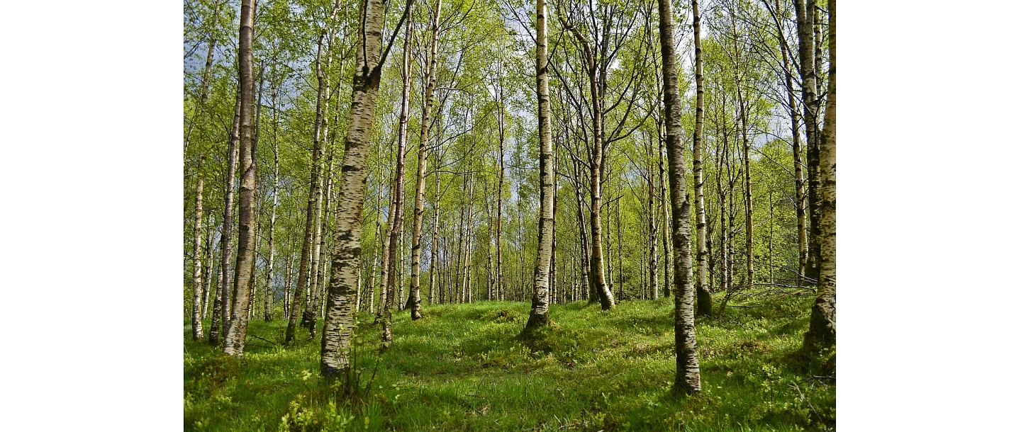 управление лесной собственностью
