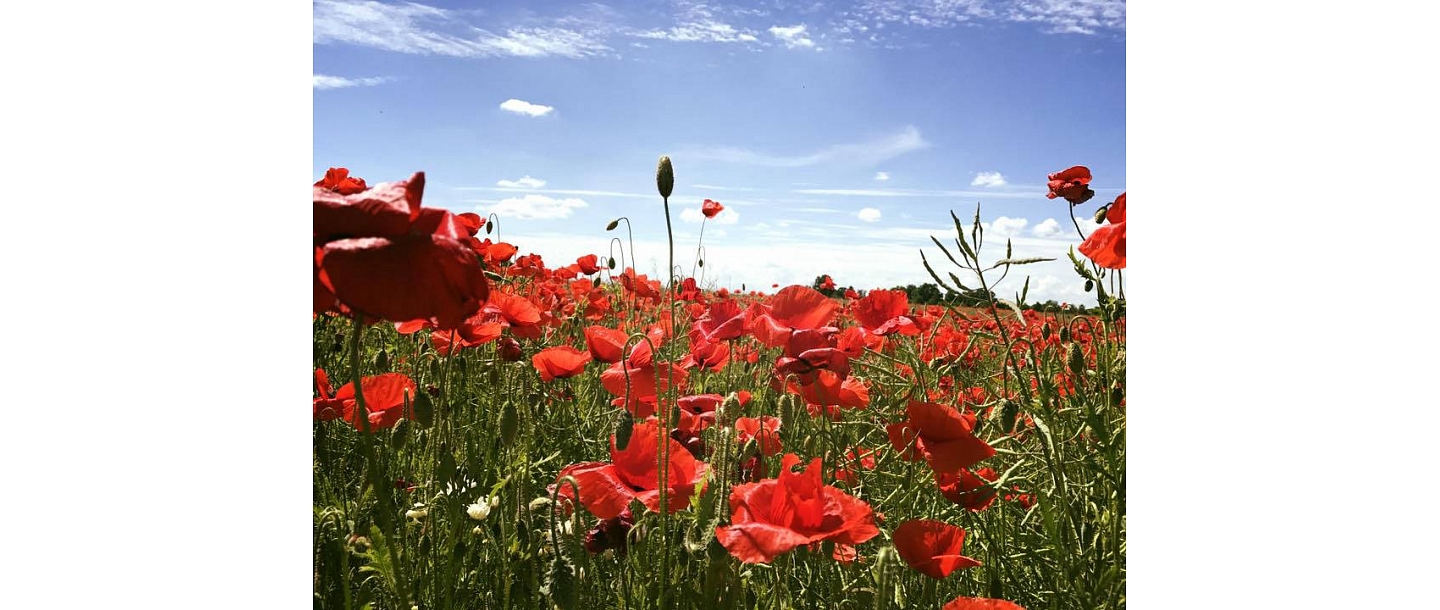 Augu aizsardzības līdzekļi