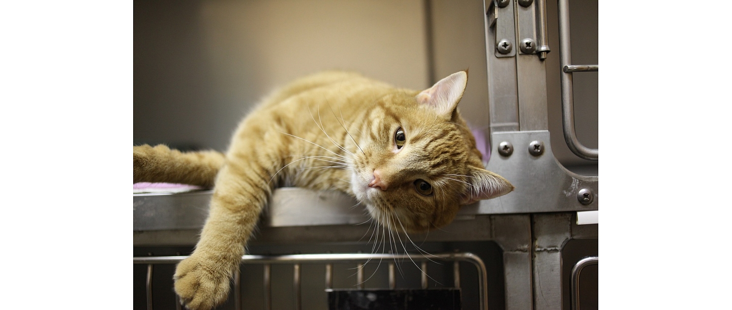 Veterinārārsta konsultācijas