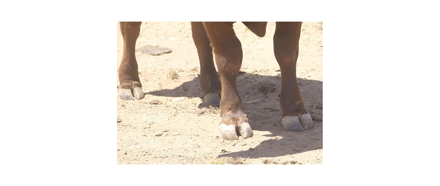 Cattle nail care