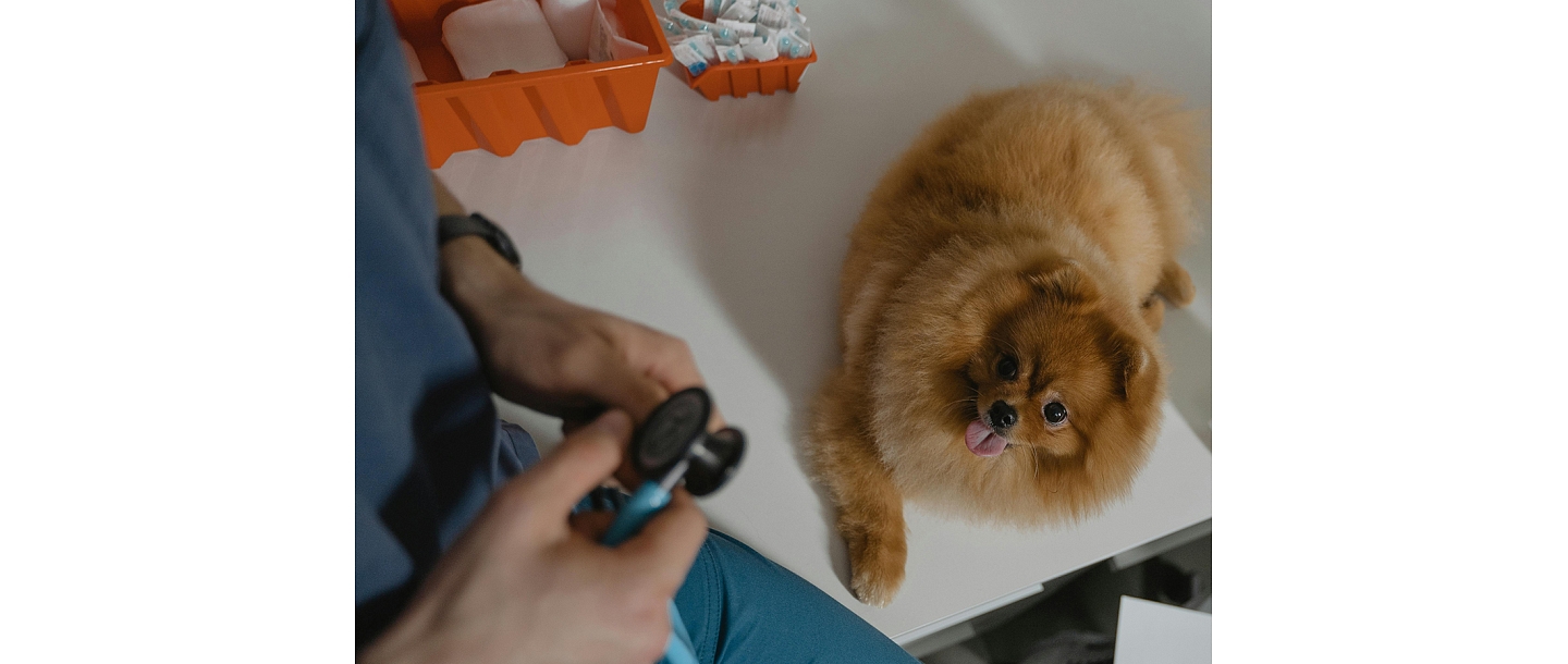 veterinarian services