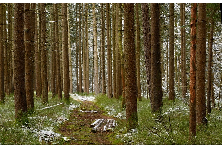 управление лесным хозяйством