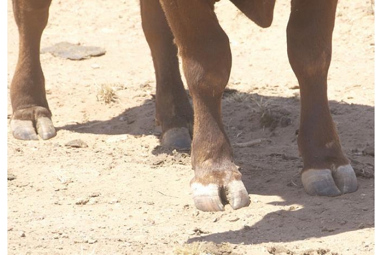 Cattle nail care