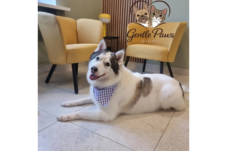 dog grooming