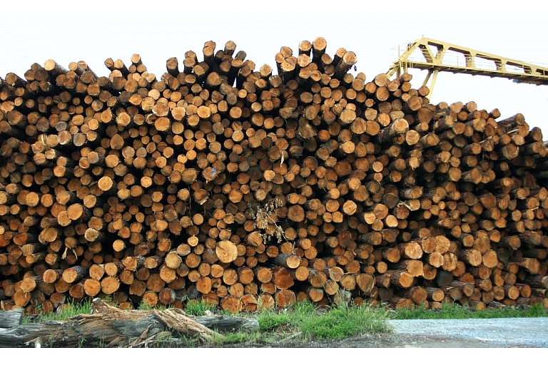 Purchase of round timber