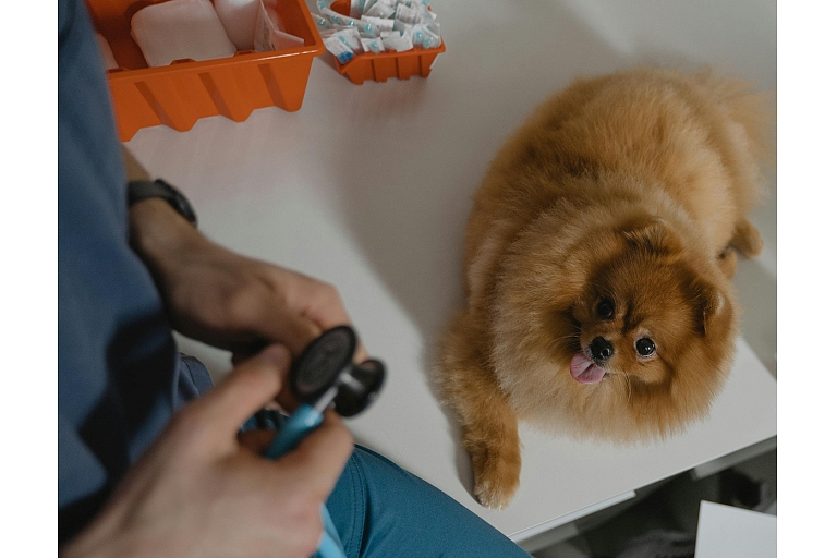 veterinarian services