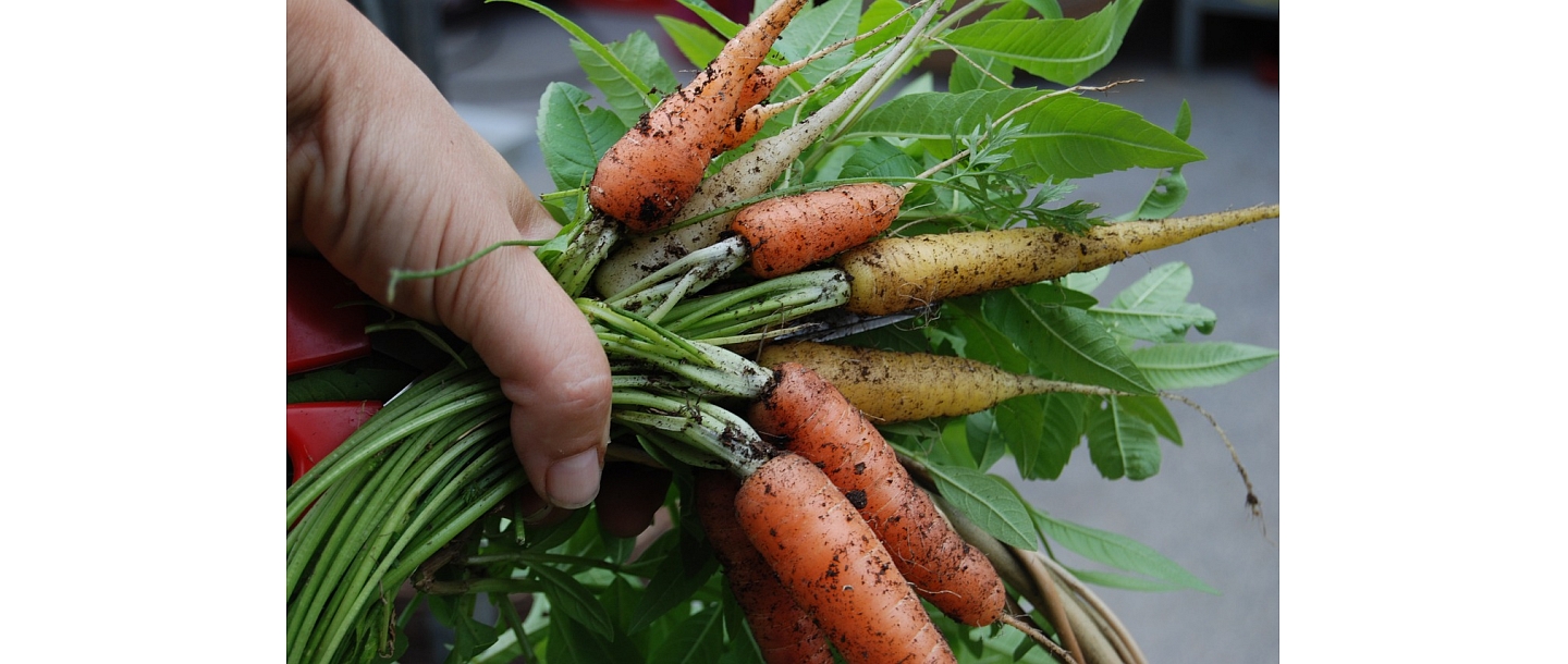 dārzeņu vairumtirdzniecība