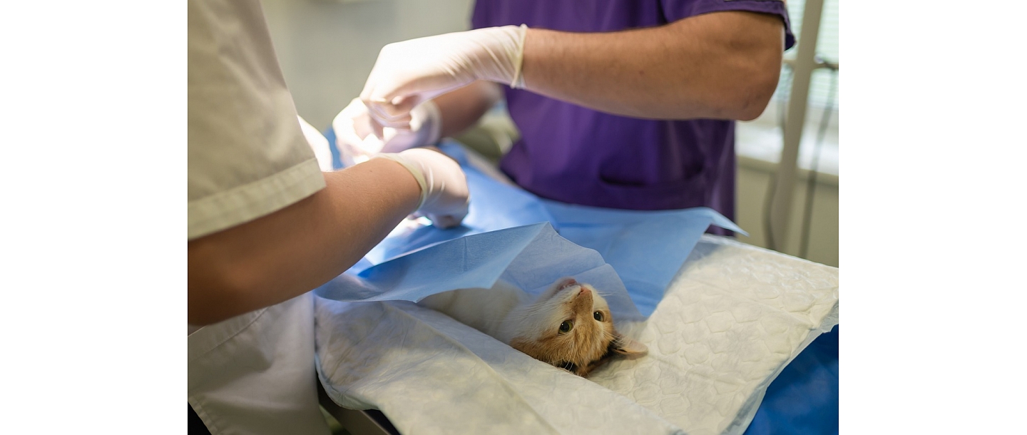 Veterinārārsts