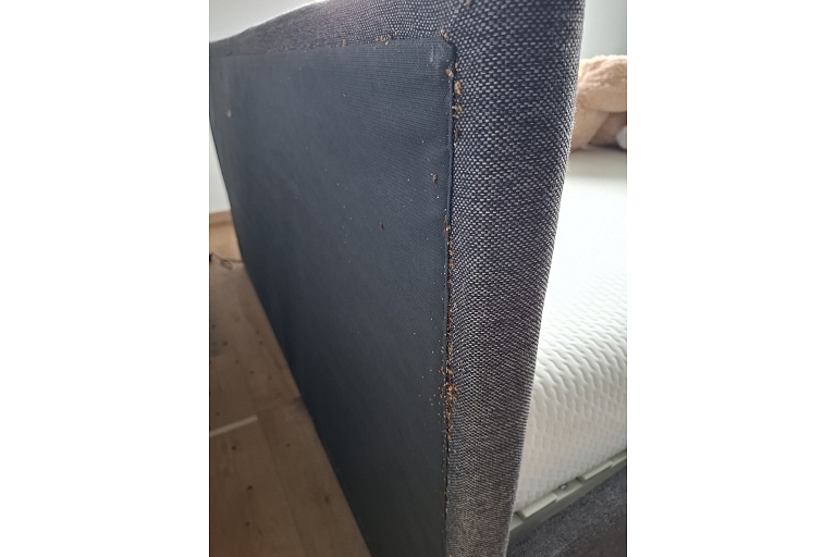 Bedbug infestation