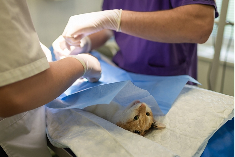 Veterinarian
