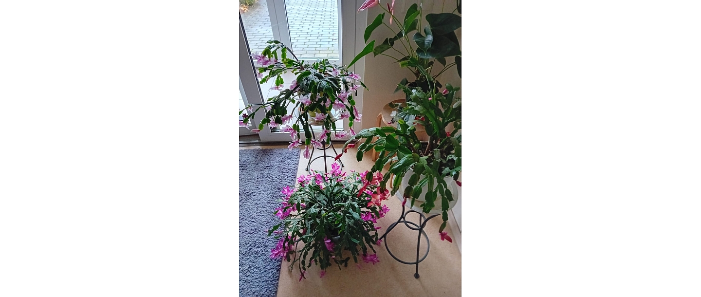 Кризисный центр в Талси