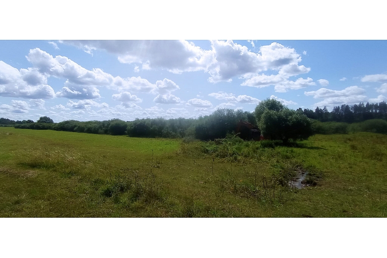 clearing the forest edge from bushes